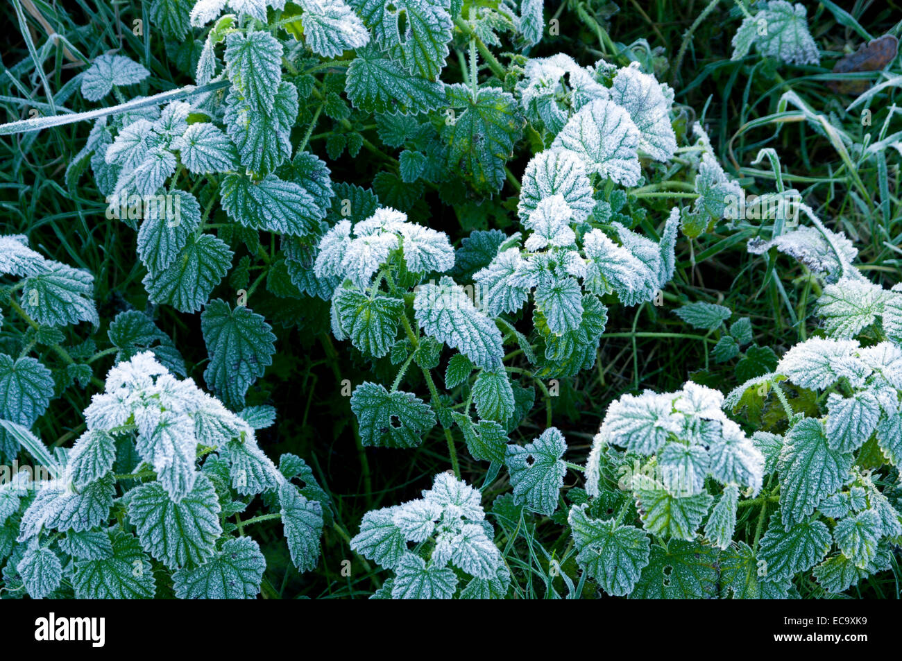 Frost covered plants hi-res stock photography and images - Alamy