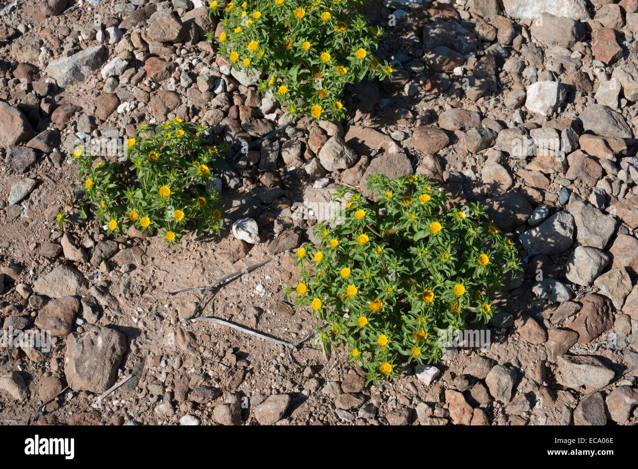 Asteriscus aquaticus (joriada menuda), growing on rocky dry ground on Montana de Guaza in arid southern Tenerife Stock Photo