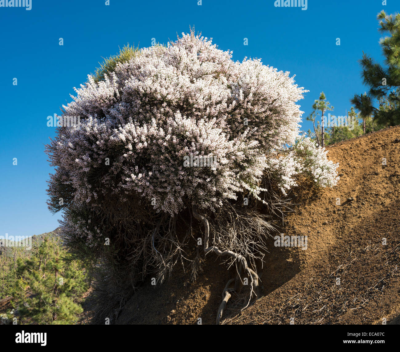 Retama raetam (retama blanca), a white-flowering, strongly scented broom in bloom in May at Caldera de Pedro Gil, Tenerife Stock Photo