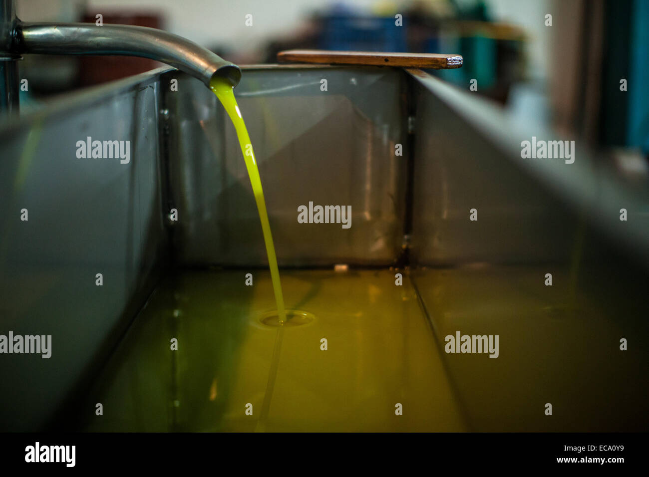Fresh olive oil coming out of the pressing funnel Stock Photo