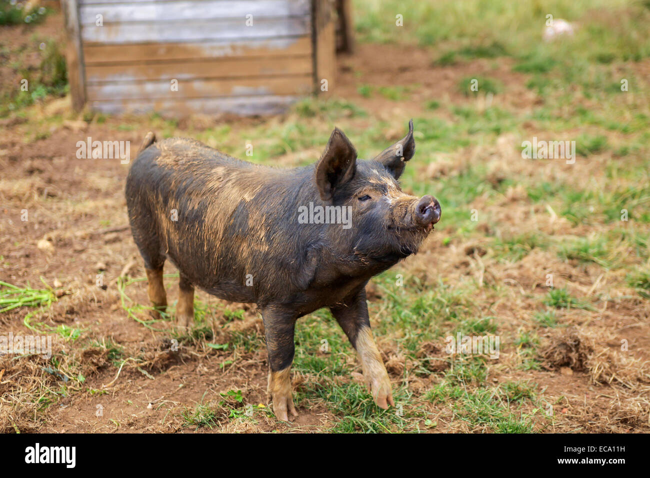 Free and happy organic pig Stock Photo