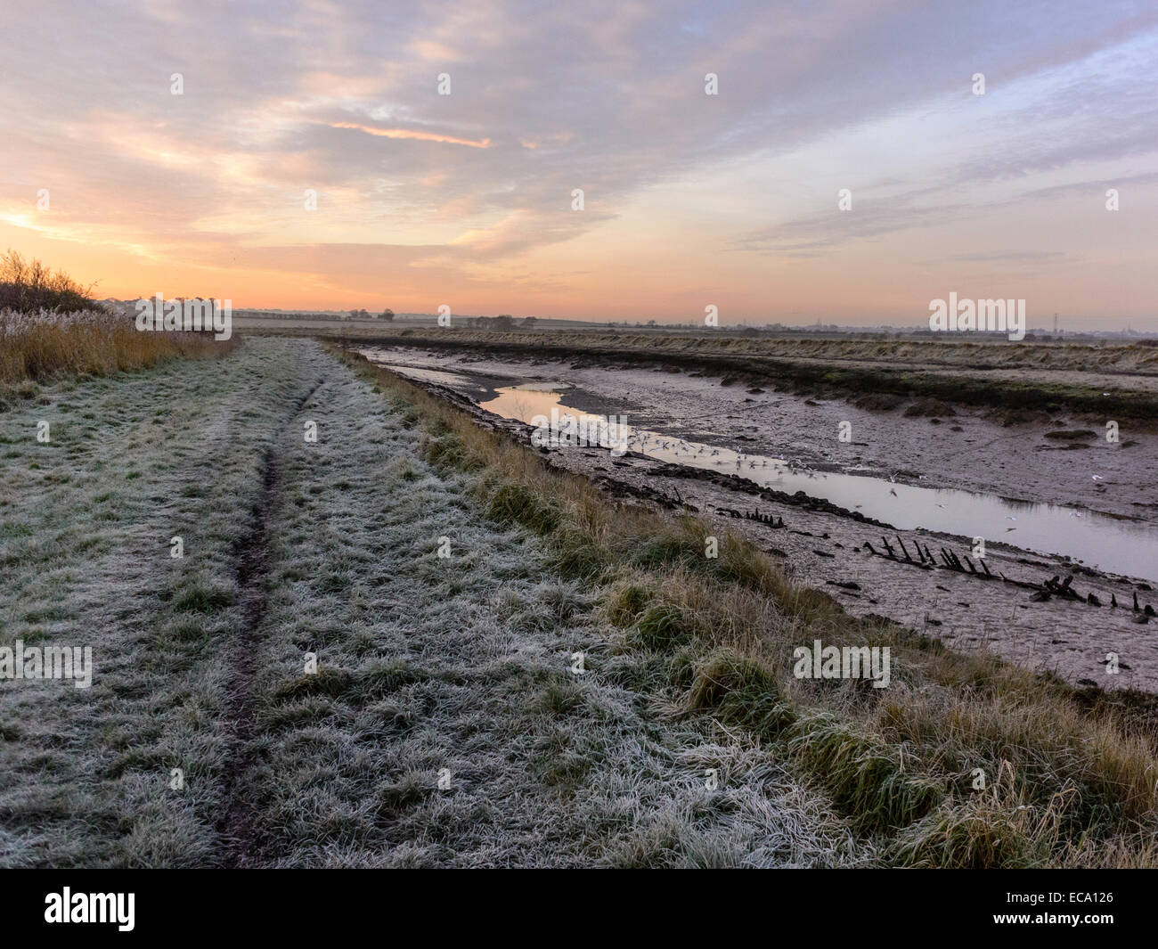 Countryside scene depicting a frost covered river bank with seagulls feeding at low tide with the sun rising in the background. Stock Photo