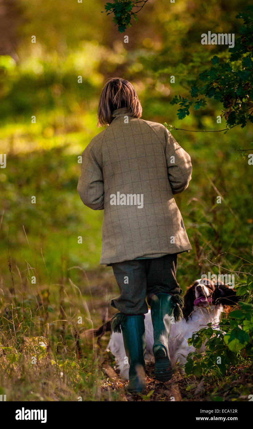 A woman in tradition tweed coat walking an English Springer Spaniel in woods in the autumn sun Stock Photo