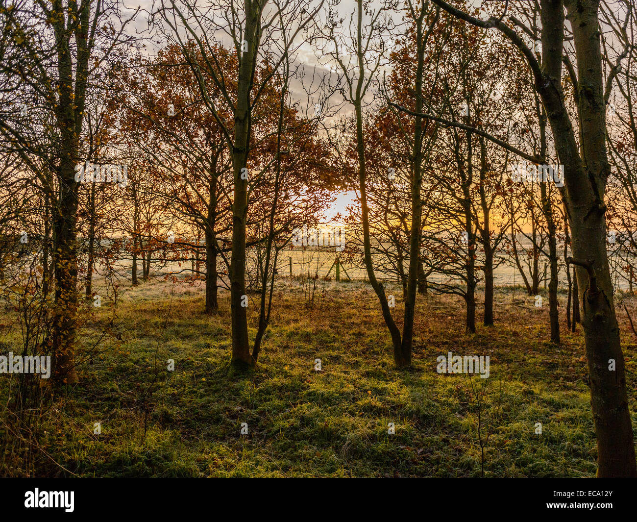 Countryside scene depicting wooded copse, the last of autumn leaves in ...