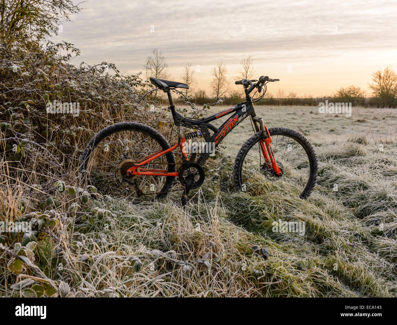 Countryside scene depicting black and orange mountain bike standing upright amongst gorse brambles covered in morning frost. Stock Photo