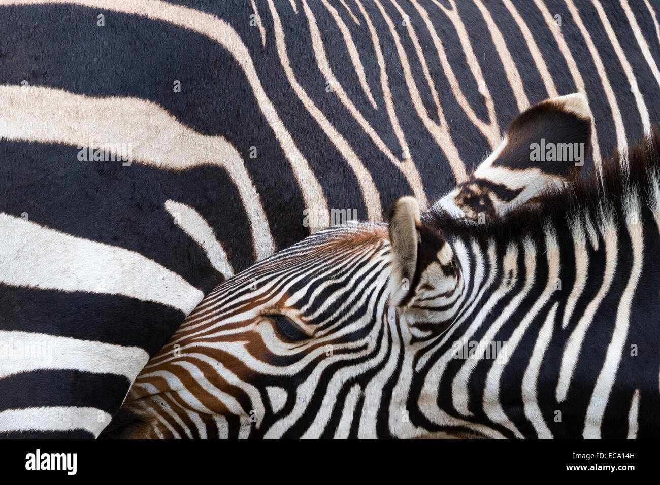 Cape mountain zebra (Equus zebra zebra) foal suckling, Mountain Zebra National Park, Eastern Cape, South Africa Stock Photo