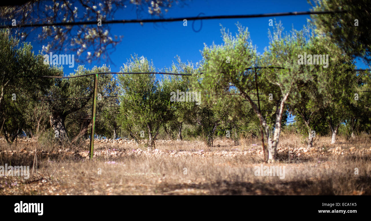 Irrigation lines in olive tree field Stock Photo Alamy