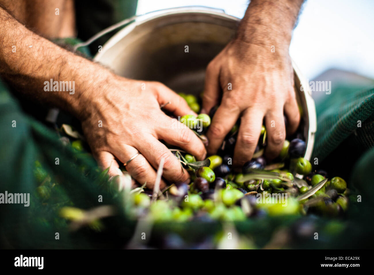 Man pushing olives in bucket Stock Photo