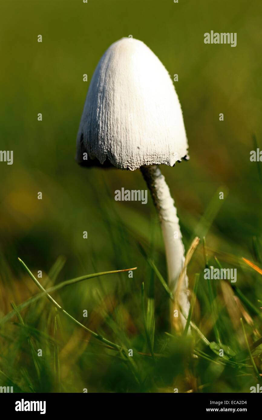 Ink cap fungi Stock Photo Alamy