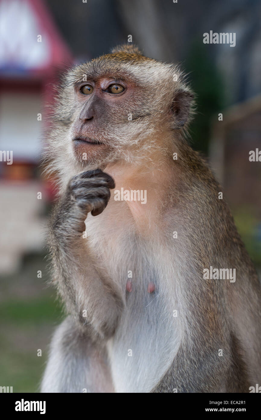 Contemplative Monkey at  Tiger Cave Temple, Krabi, Thailand Stock Photo