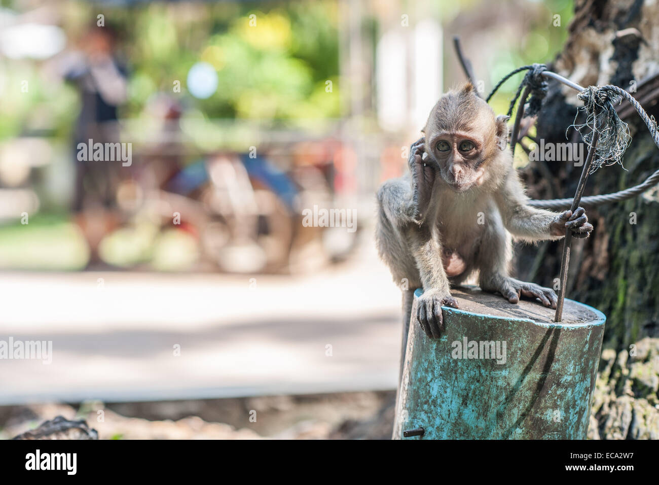 Baby monkey holding a cable for support Stock Photo