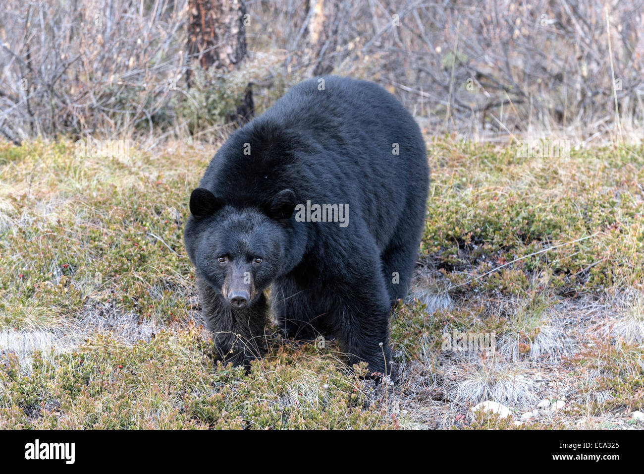 American Black Bear Stock Photo