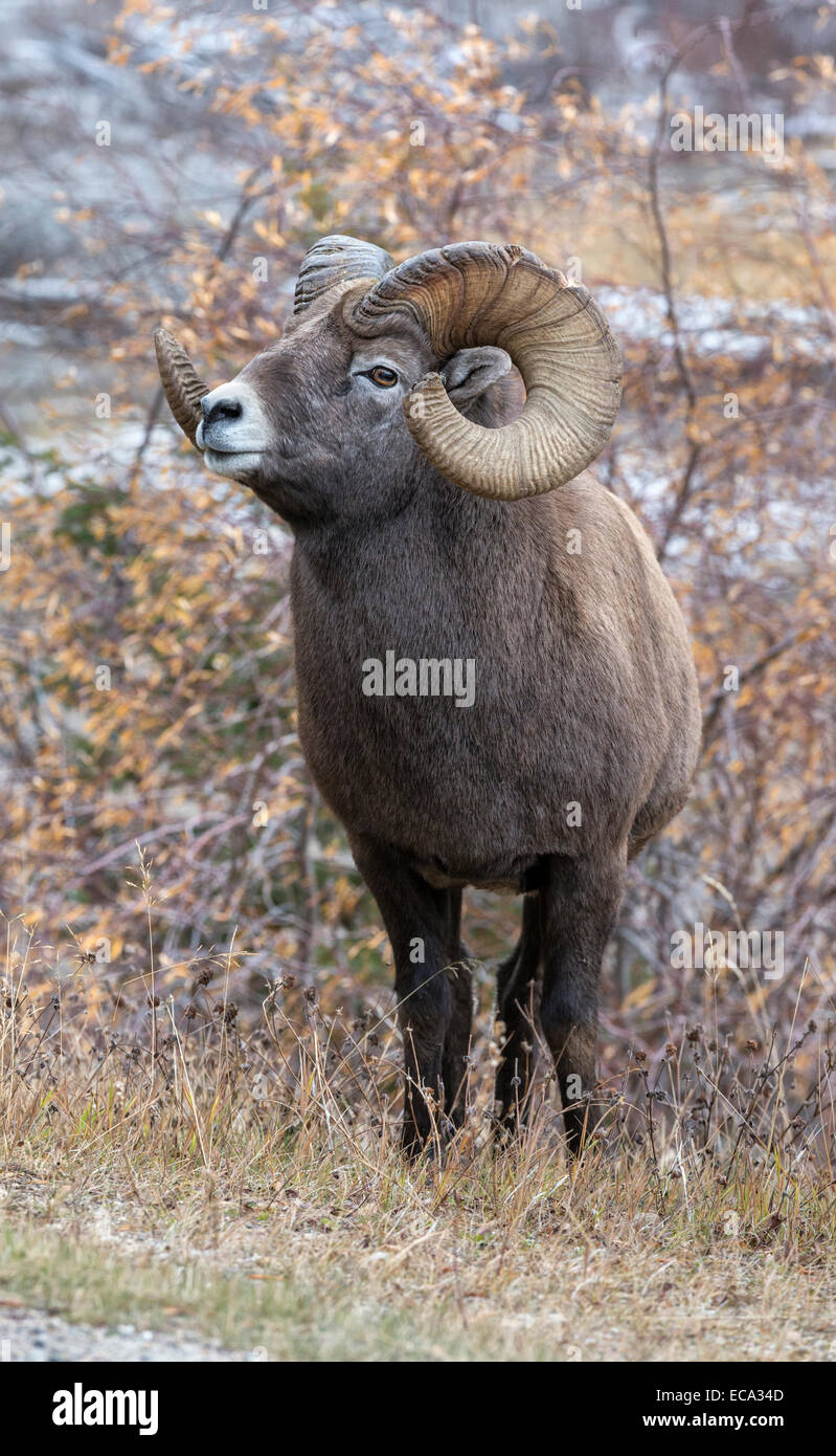 Mature sheep hi-res stock photography and images - Alamy
