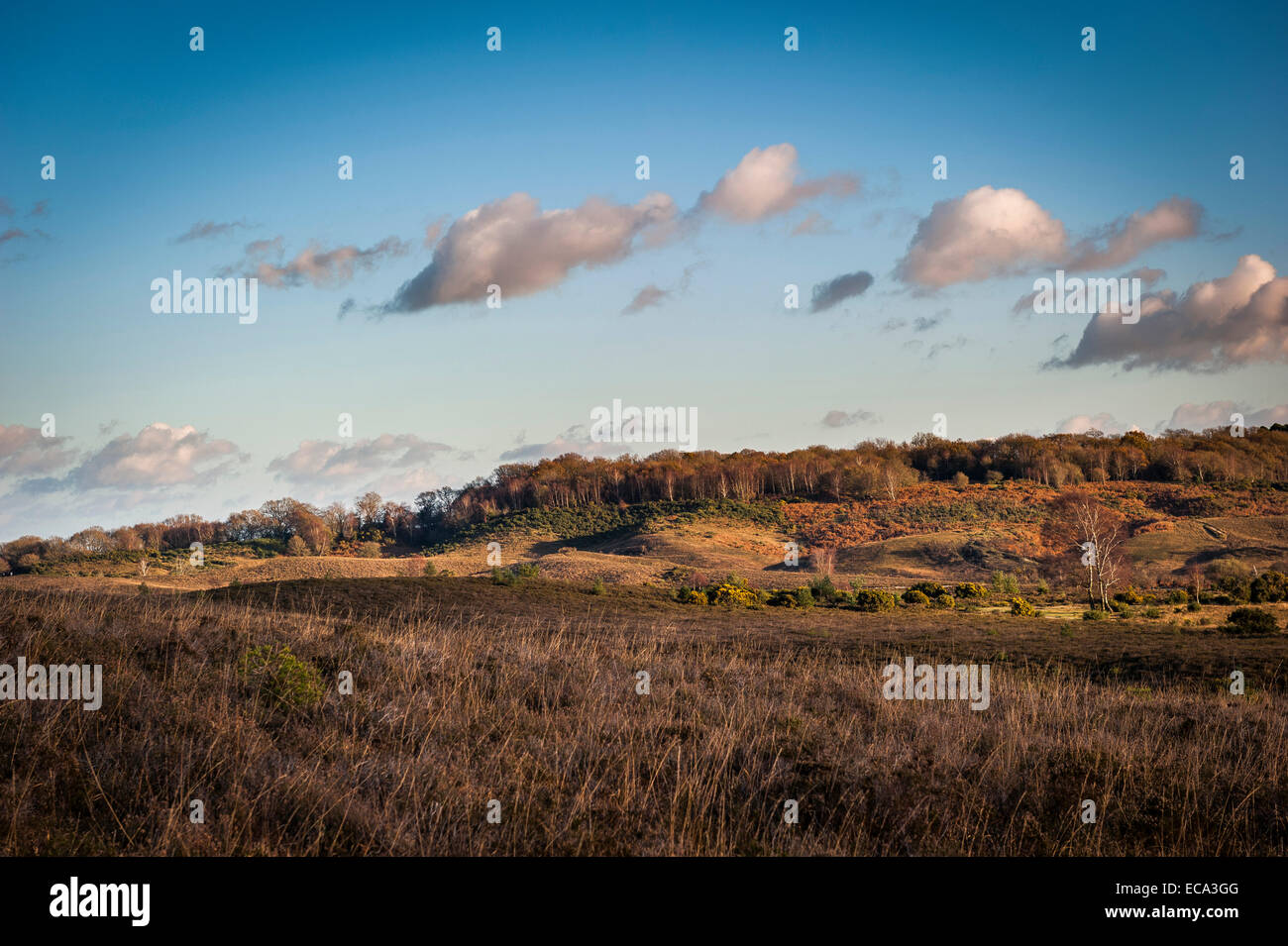 Castle Hill Iron Age Hill fort in The New Forest, Hampshire, UK Stock Photo