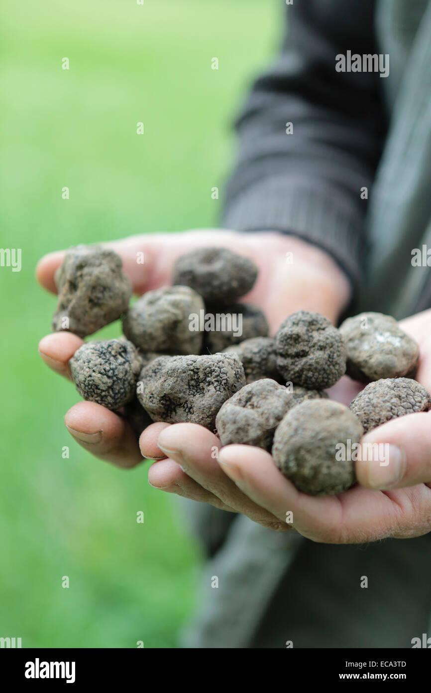 Truffle hunter with a handful of black truffles, Alba County, Piedmont, Italy Stock Photo