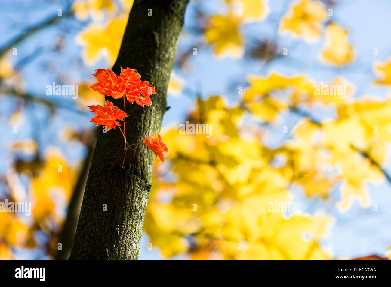 Red, orange and yellow leaves of a maple tree in autumn, Würzburg, Bavaria, Germany Stock Photo