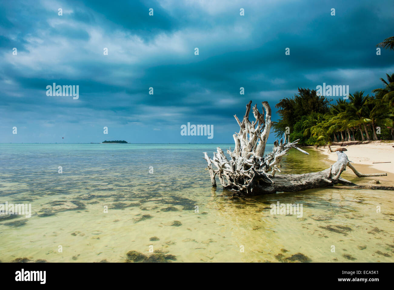 Dead tree on Micro beach, Garapan, Saipan, Northern Mariana Islands Stock Photo