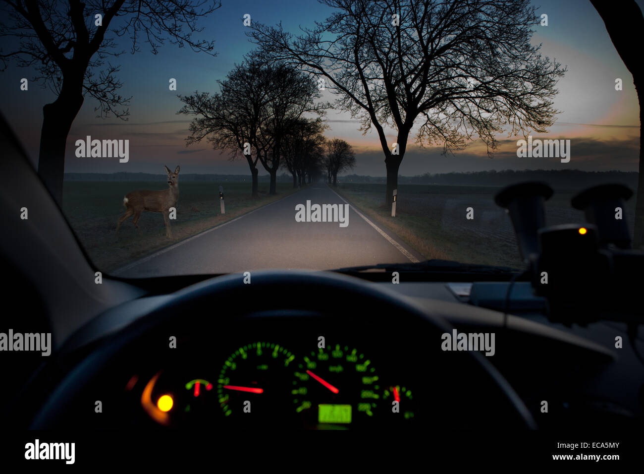 Deer standing in the twilight on the roadside in the headlights of a car, viewed by the driver Stock Photo