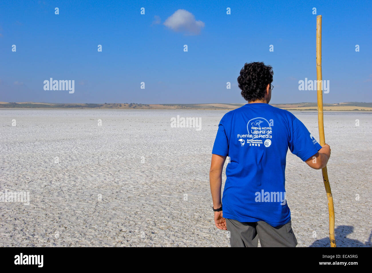 Volunteer for putting rings and taking measures of Greater Flamingo chick (Phoenicopterus ruber), Fuente de Piedra Lagoon Stock Photo