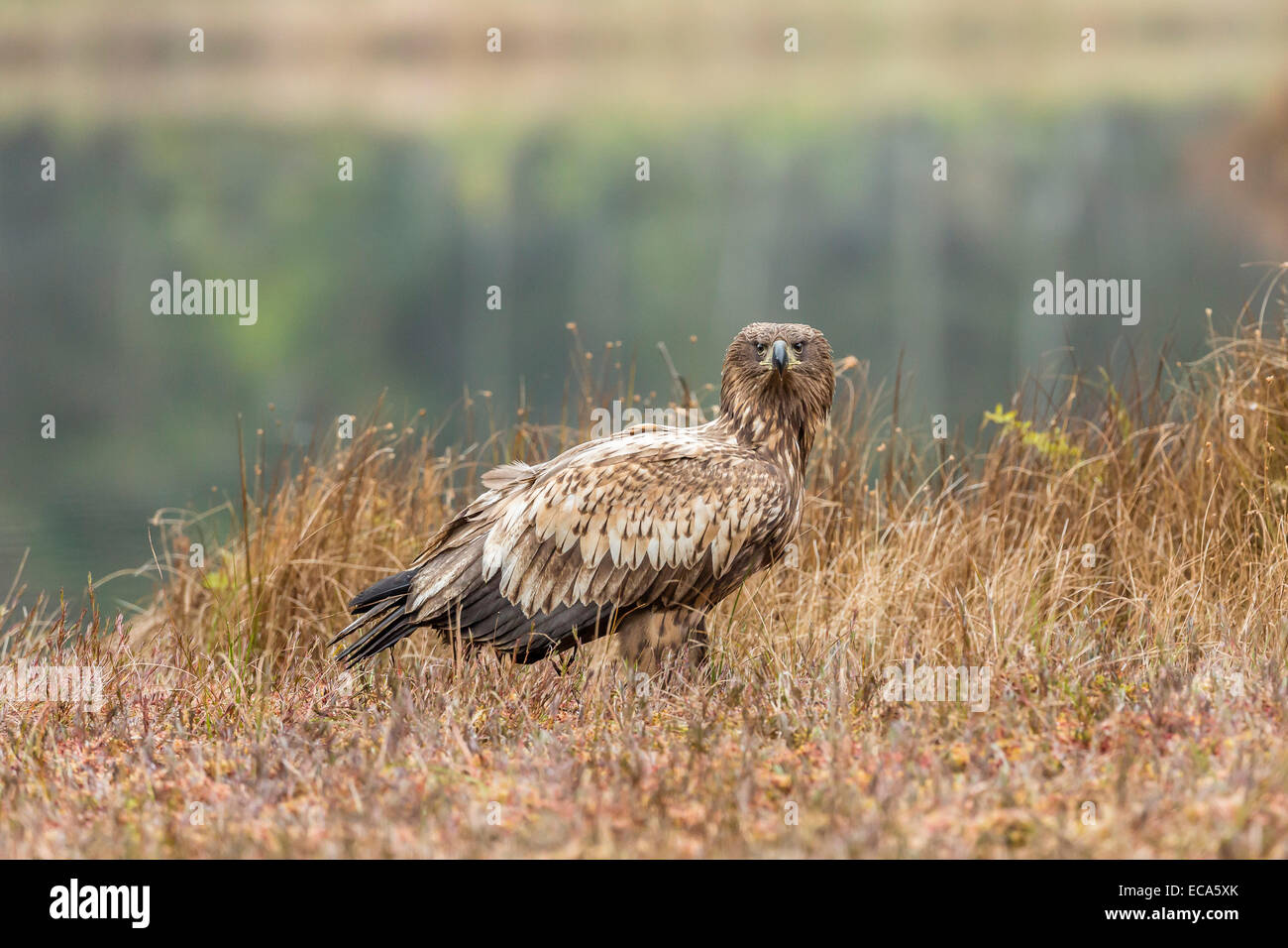 Young Eagle (Haliaeetus albicilla), Masuria, Poland Stock Photo