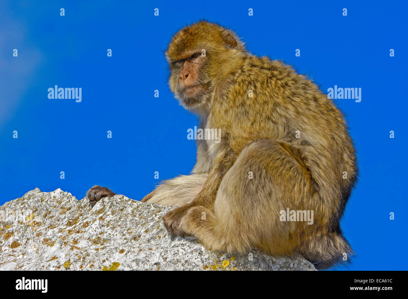 Barbary macaque (Macaca sylvanus), Gibraltar, Europe Stock Photo