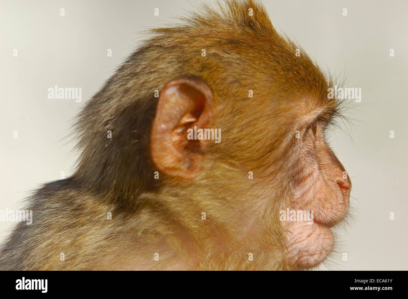 Barbary macaque (Macaca sylvanus), Gibraltar, Europe Stock Photo
