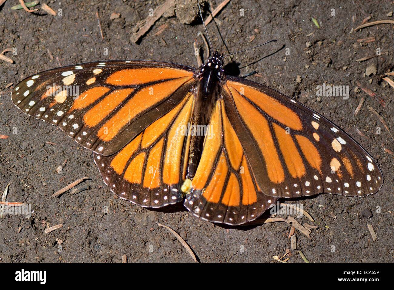 Monarch butterfly (Danaus plexippus), El Rosario, Monarch Butterfly  Biosphere Reserve, Mariposa Monarca, Angangueo, Michoacán Stock Photo -  Alamy, image size:1300x956