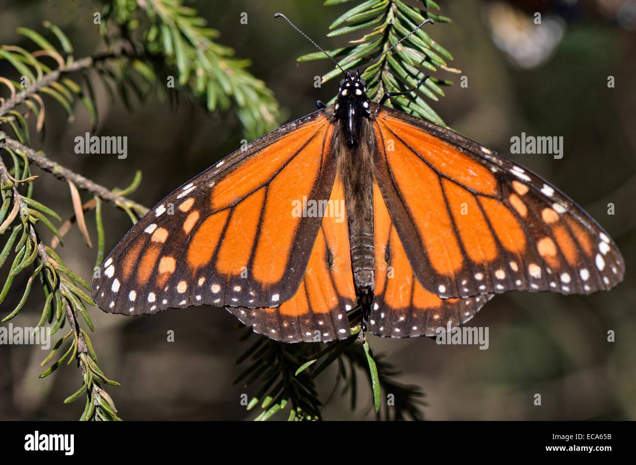 Monarch butterfly (Danaus plexippus), winter quarters at Oyamel fir, El