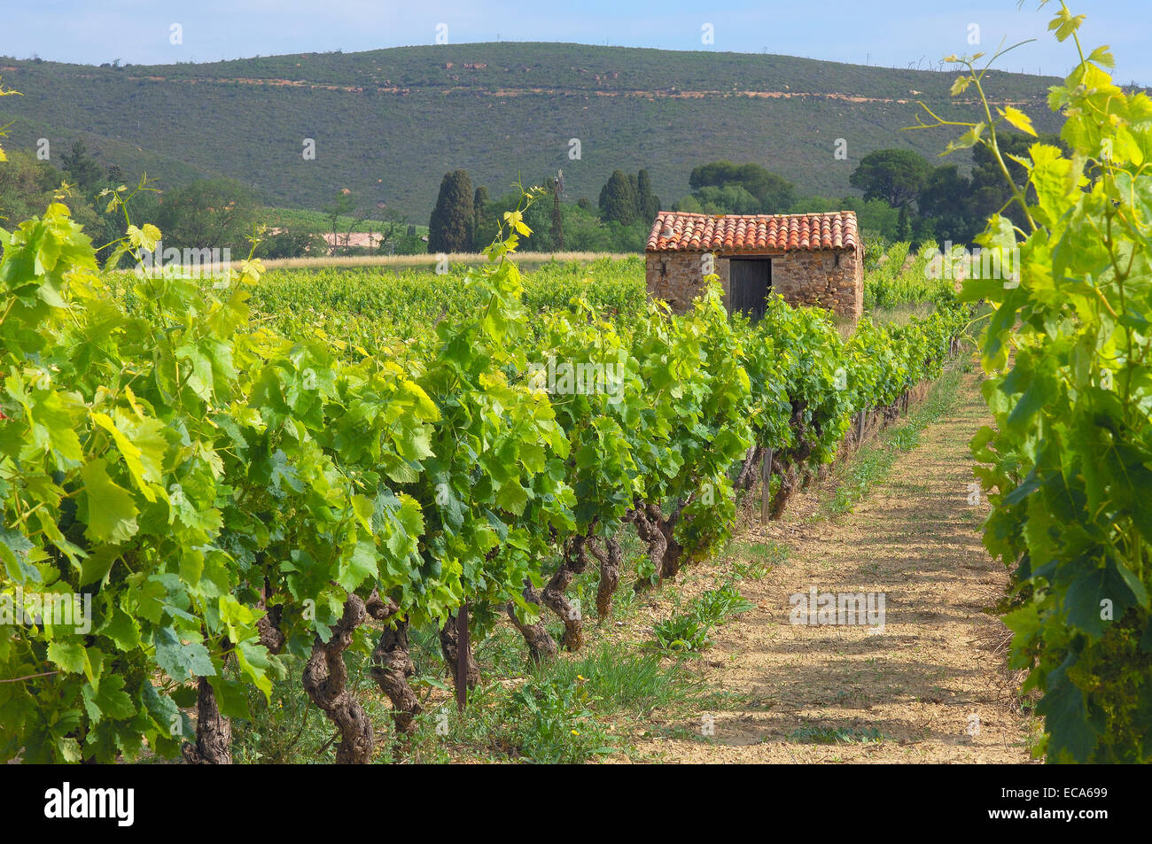 Vineyard near Narbonne, Aude, Languedoc Roussillon, France, Europe Stock Photo