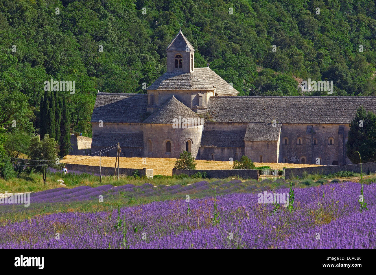 Lavender fields at Abbaye Notre-dame de Senanque, Senanque Abbey, Gordes, Provence, France, Europe Stock Photo