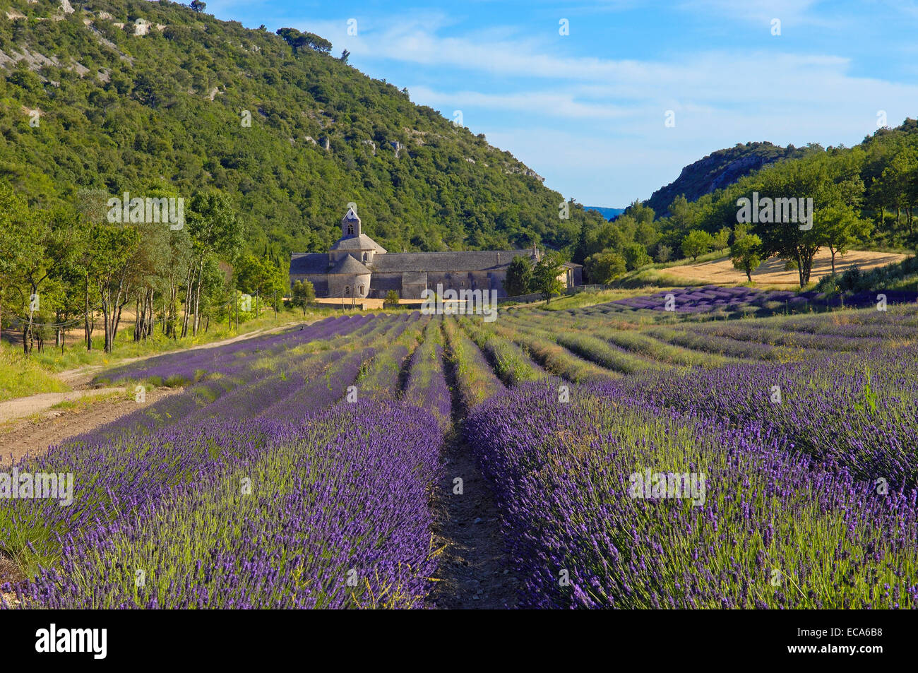 Lavender fields at Abbaye Notre-dame de Senanque, Senanque Abbey, Gordes, Provence, France, Europe Stock Photo