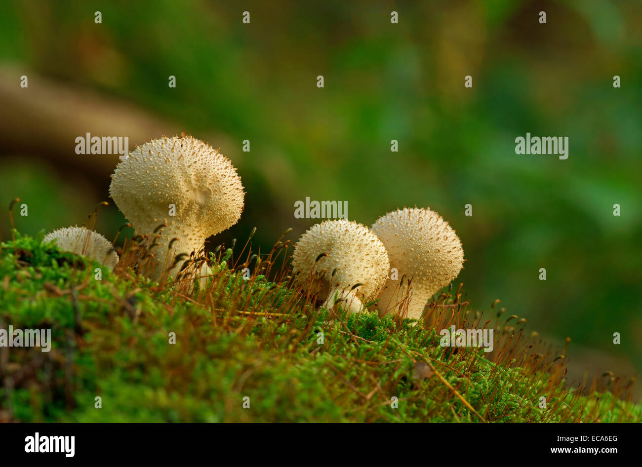 Common puffball (Lycoperdon perlatum), Hesse, Germany Stock Photo
