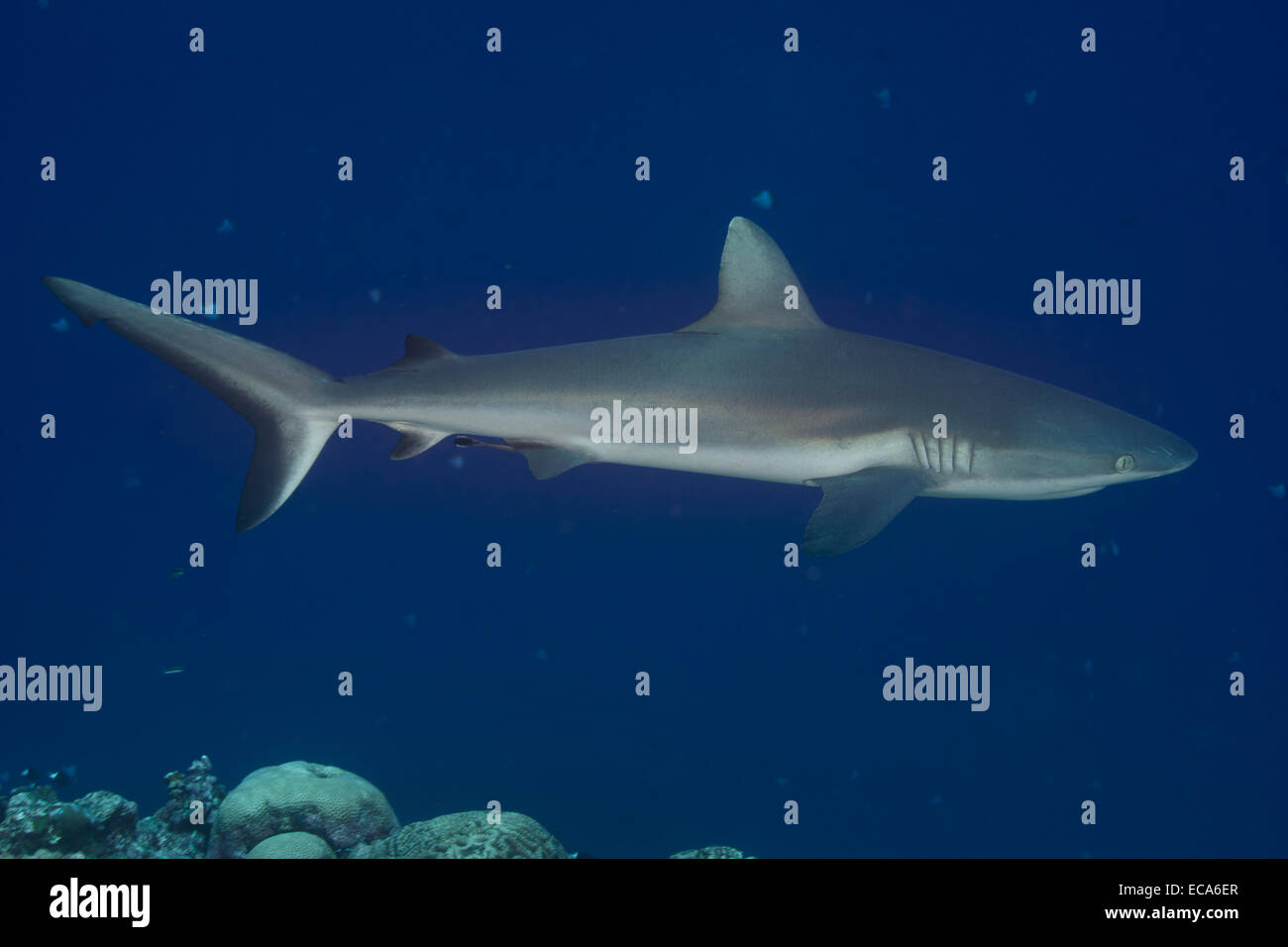 Grey Reef Shark (Carcharhinus amblyrhynchos), Palau, Micronesia Stock Photo