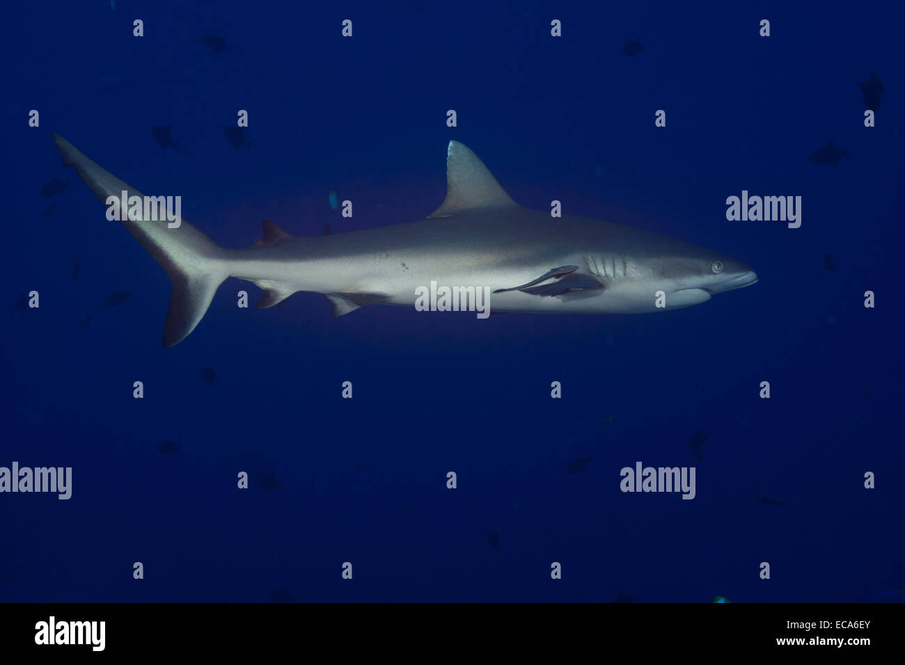 Grey Reef Shark (Carcharhinus amblyrhynchos), Palau, Micronesia Stock Photo