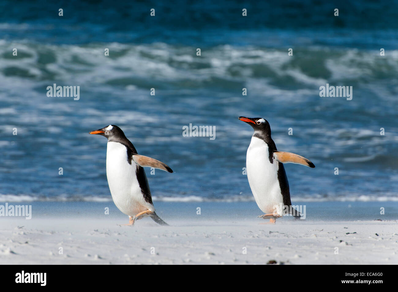 Gentoo penguins (Pygoscelis papua), Volunteer Point, East Falkland, Falkland Islands Stock Photo