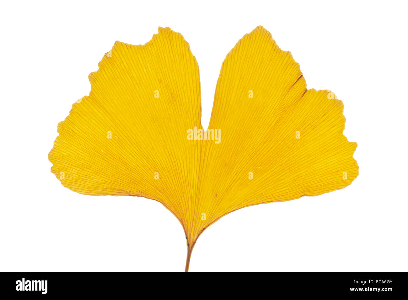 Ginkgo (Ginkgo biloba), yellow leaf Stock Photo Alamy