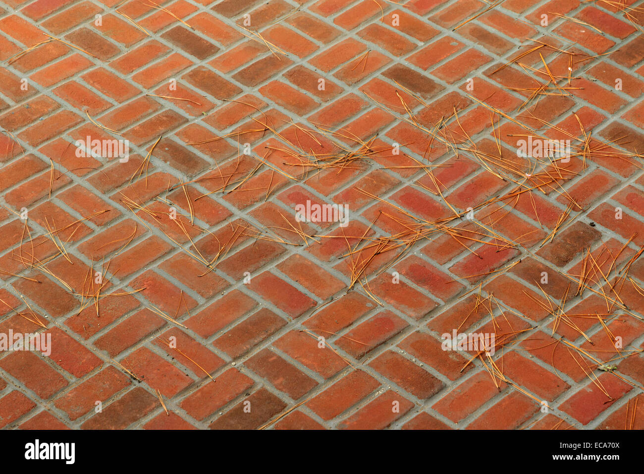 Brick floor in box pattern with fallen pine needles Stock Photo