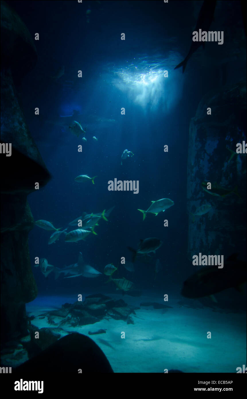 Underwater scene at the London aquarium. Stock Photo