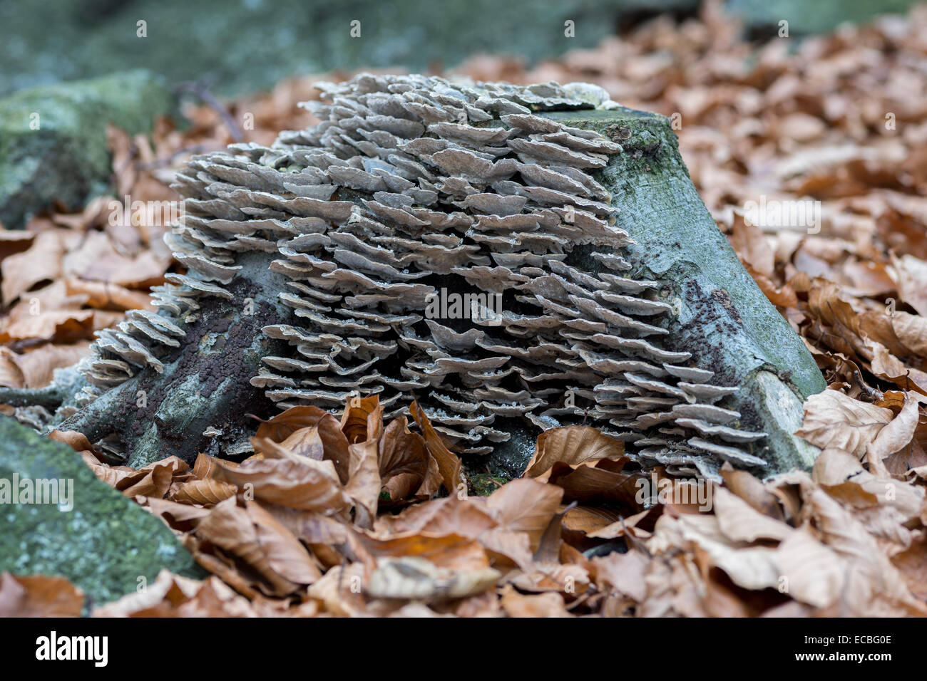 Abundant fungus growing on the old tree stump Stock Photo Alamy