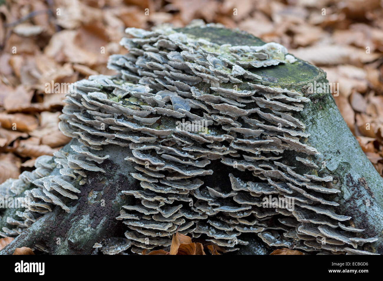 Abundant fungus growing on the old tree stump Stock Photo
