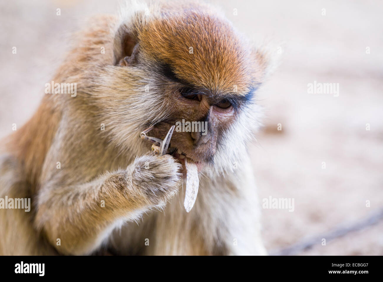 Patas Monkey (Erythrocebus patas), eating a locust, captive, Djoudj National Park, Senegal Stock Photo