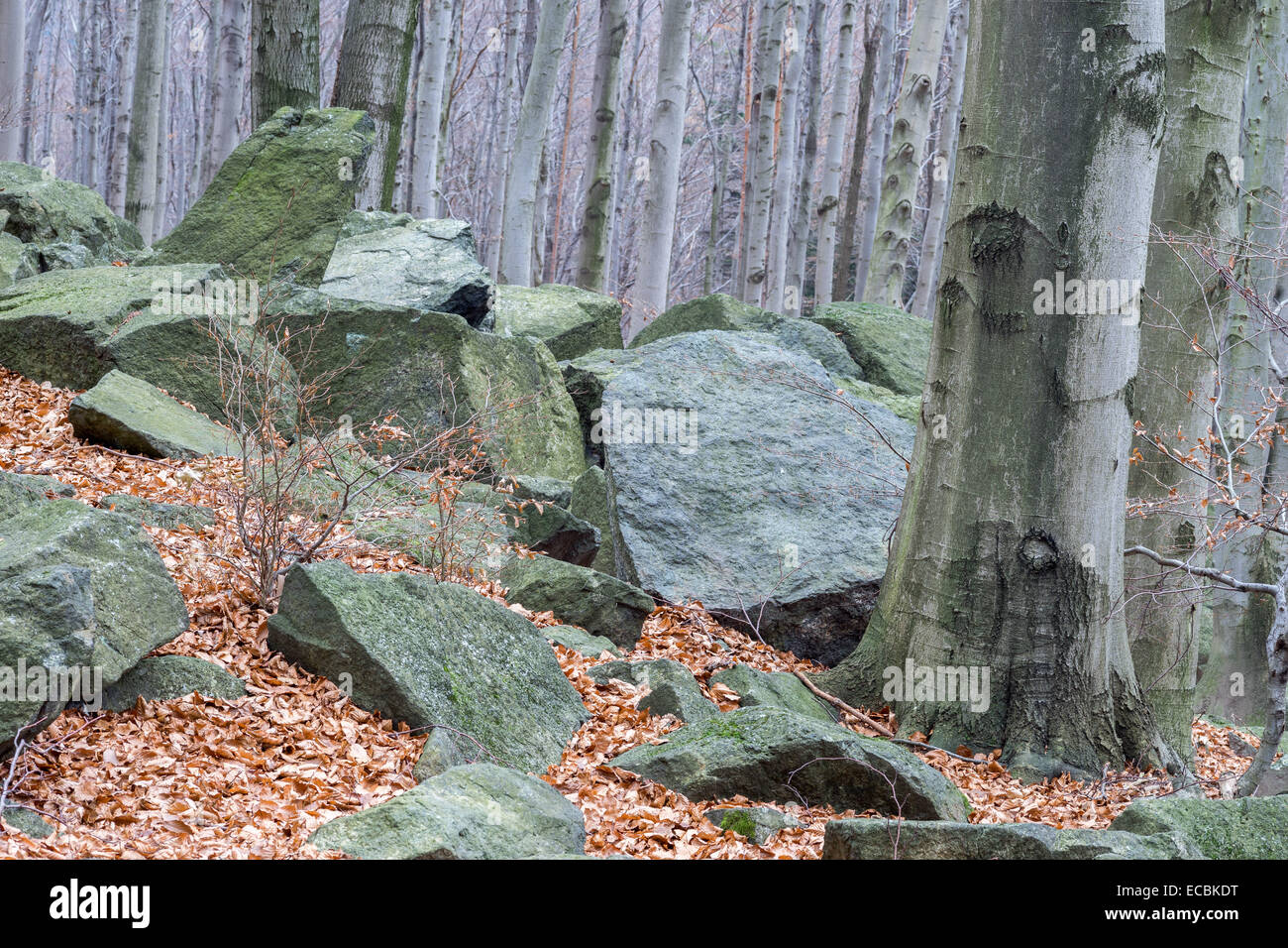 Mossy rocks, Group of rocks on the forest floor with luxuri…