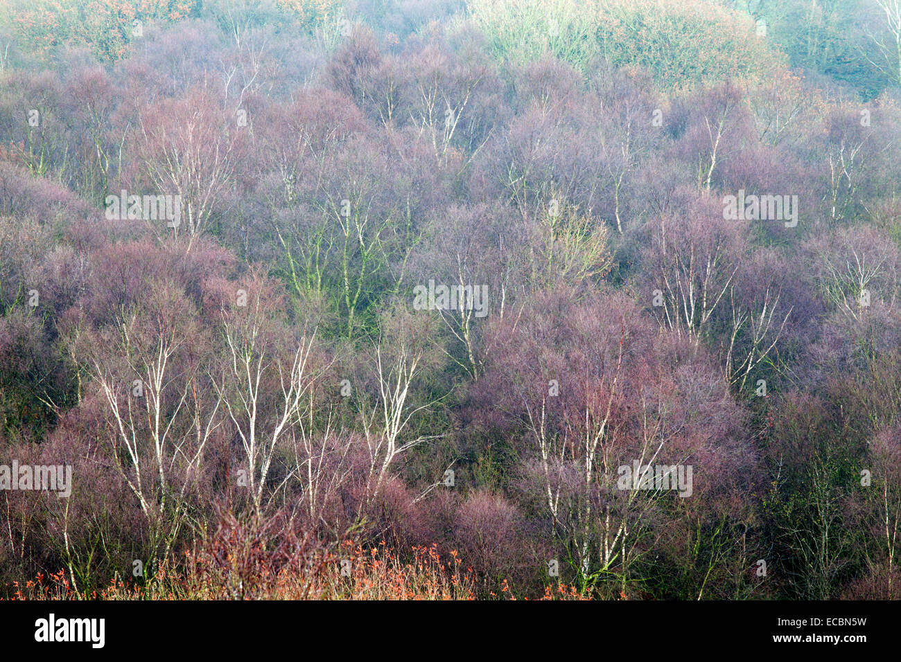 Silver birch wood trees hires stock photography and images Alamy