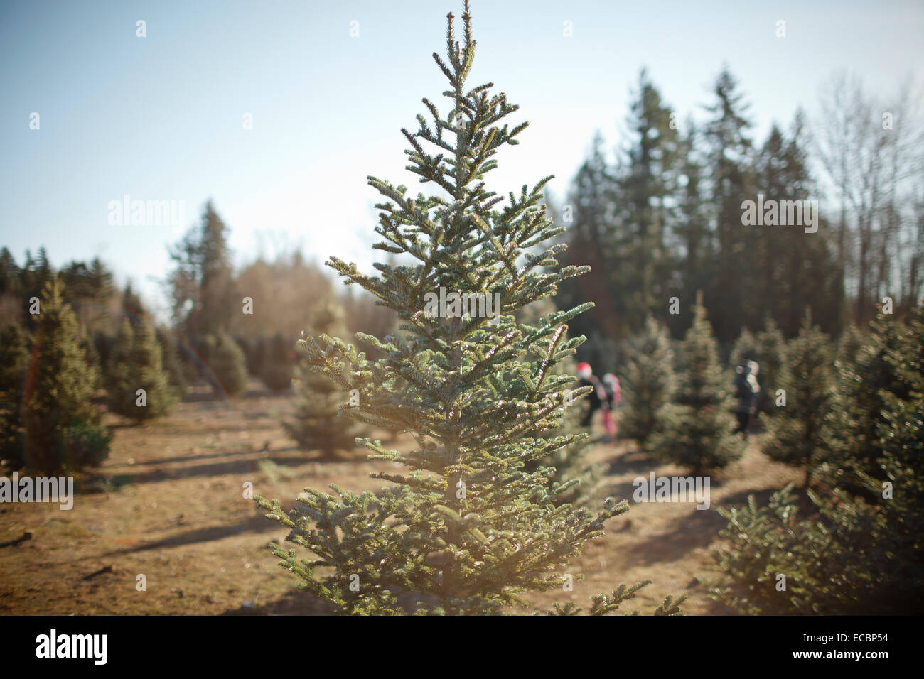 Christmas tree farm in canada hi-res stock photography and images - Alamy