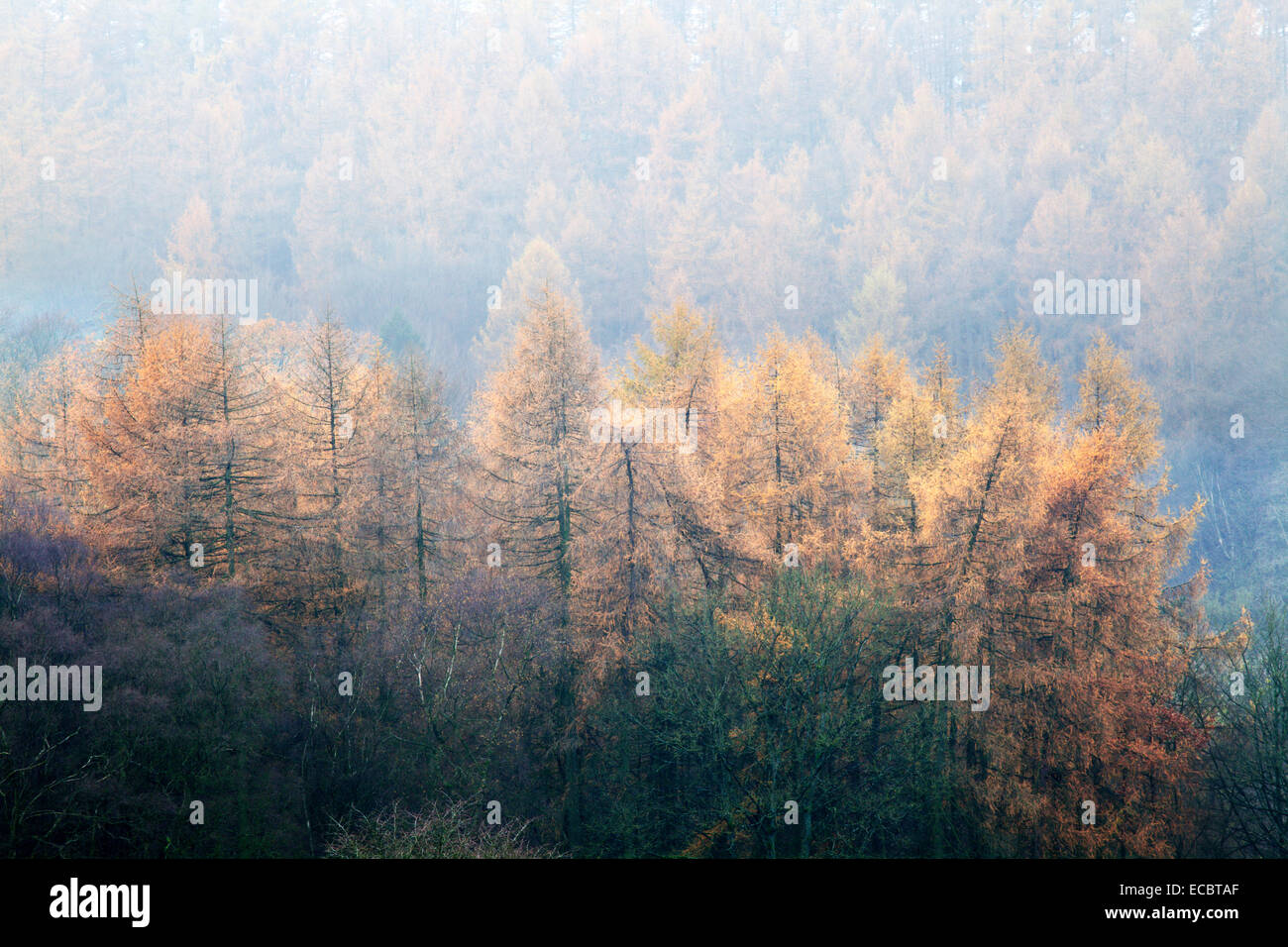 Autumn Larch Trees in the Mist near Pateley Bridge North Yorkshire England Stock Photo