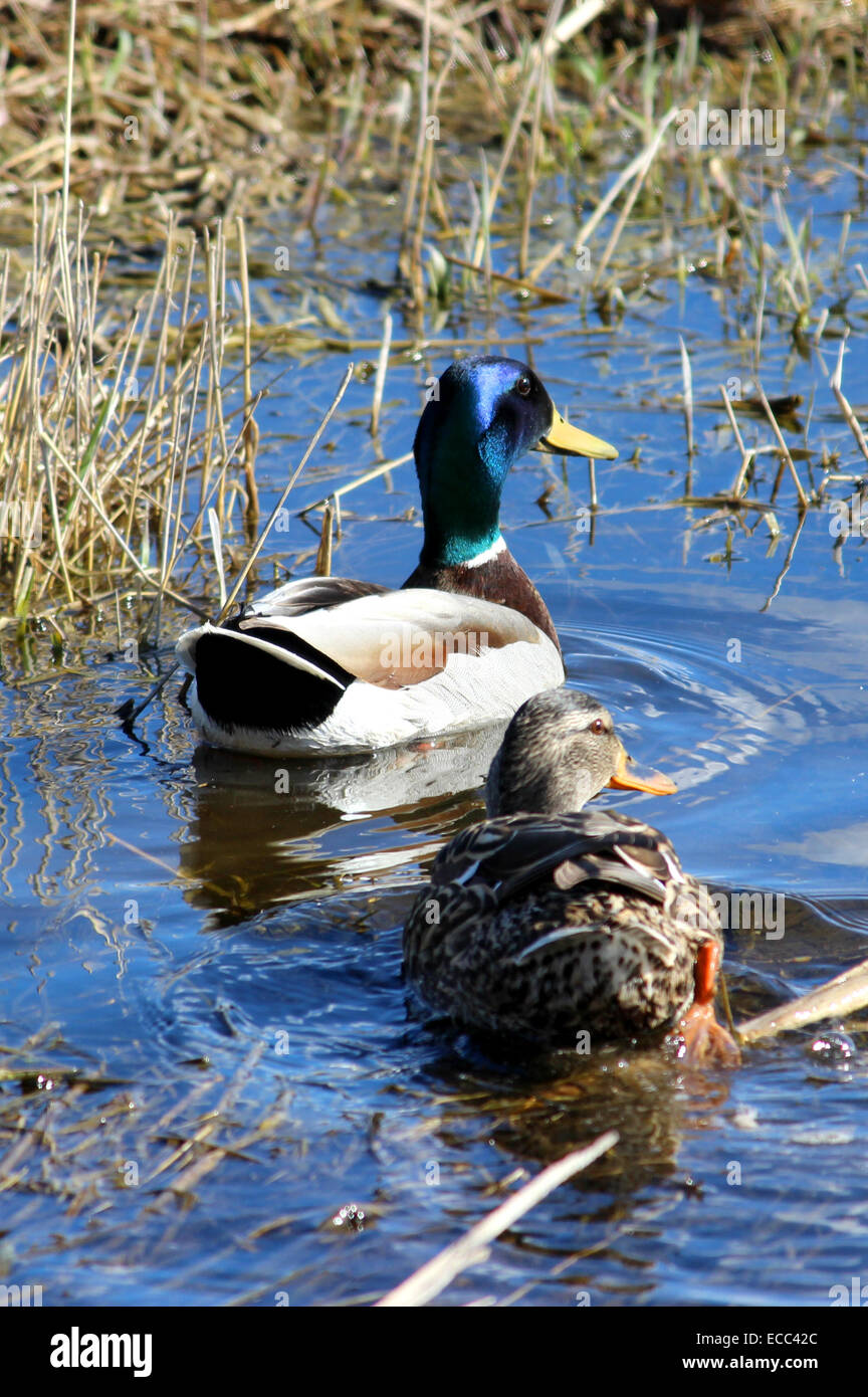 Mallards are one of the most common ducks in the Kulm Wetland