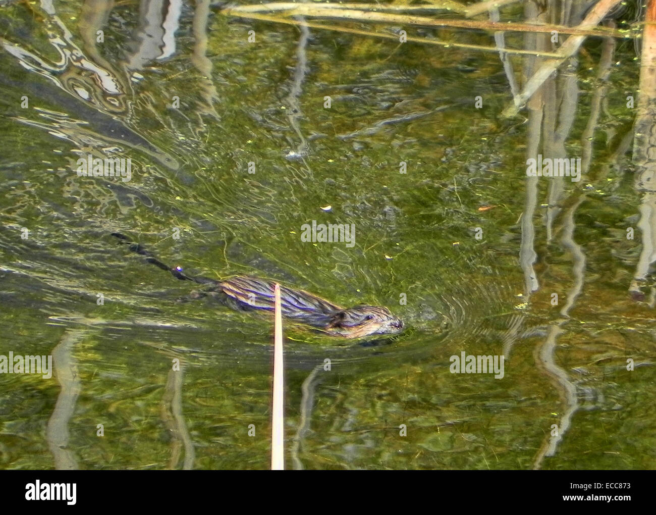 Muskrats are large rodents that always live near water. They are