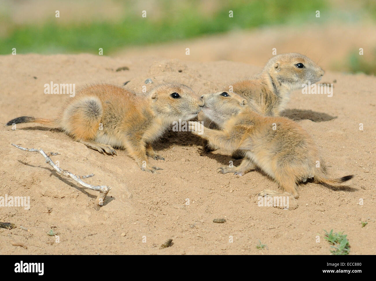 Black-tailed prairie dog pups greet each other at Rocky Mountain Arsenal National Wildlife Refuge. Stock Photo