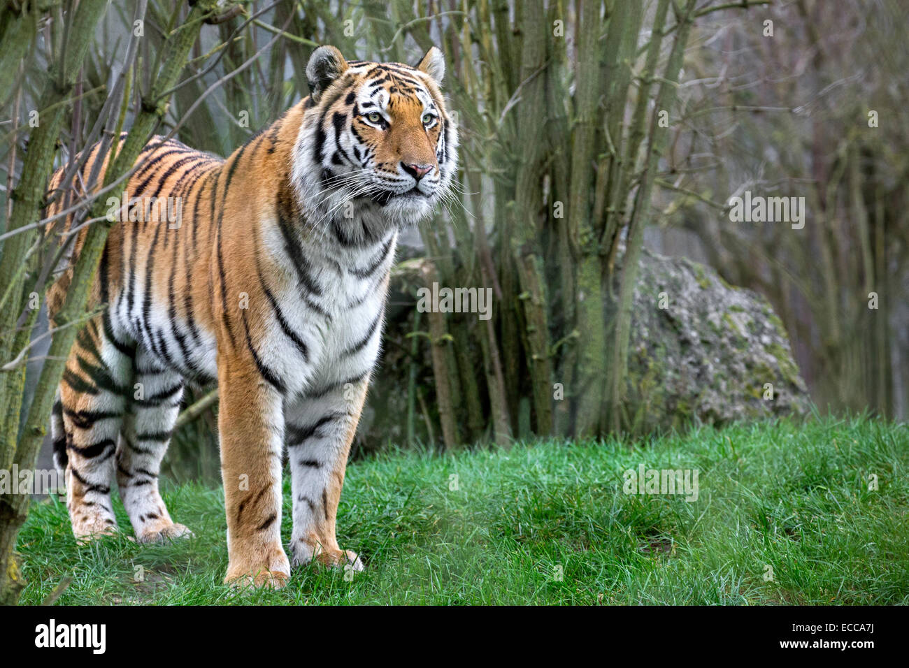 Amur Tiger Stock Photo