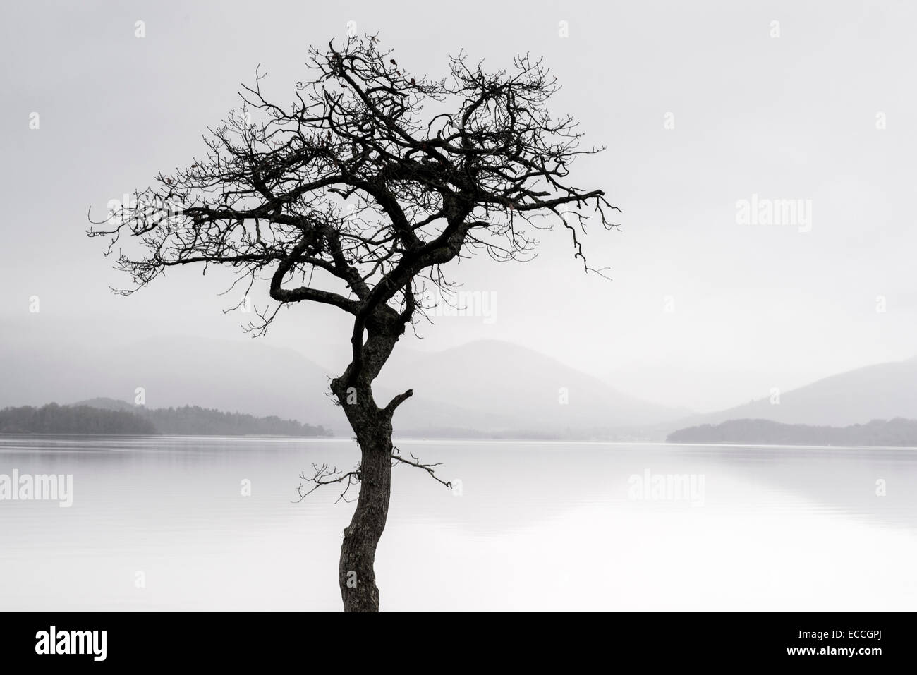 A lone tree silhouetted on the banks of Loch Lomond at Milarrochy in the Highlands, Scotland UK Stock Photo